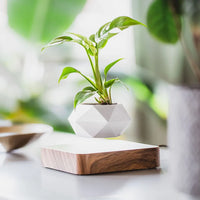Walnut Base
